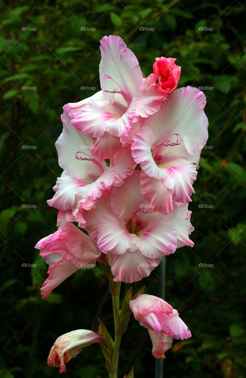 A beautiful pink flower.