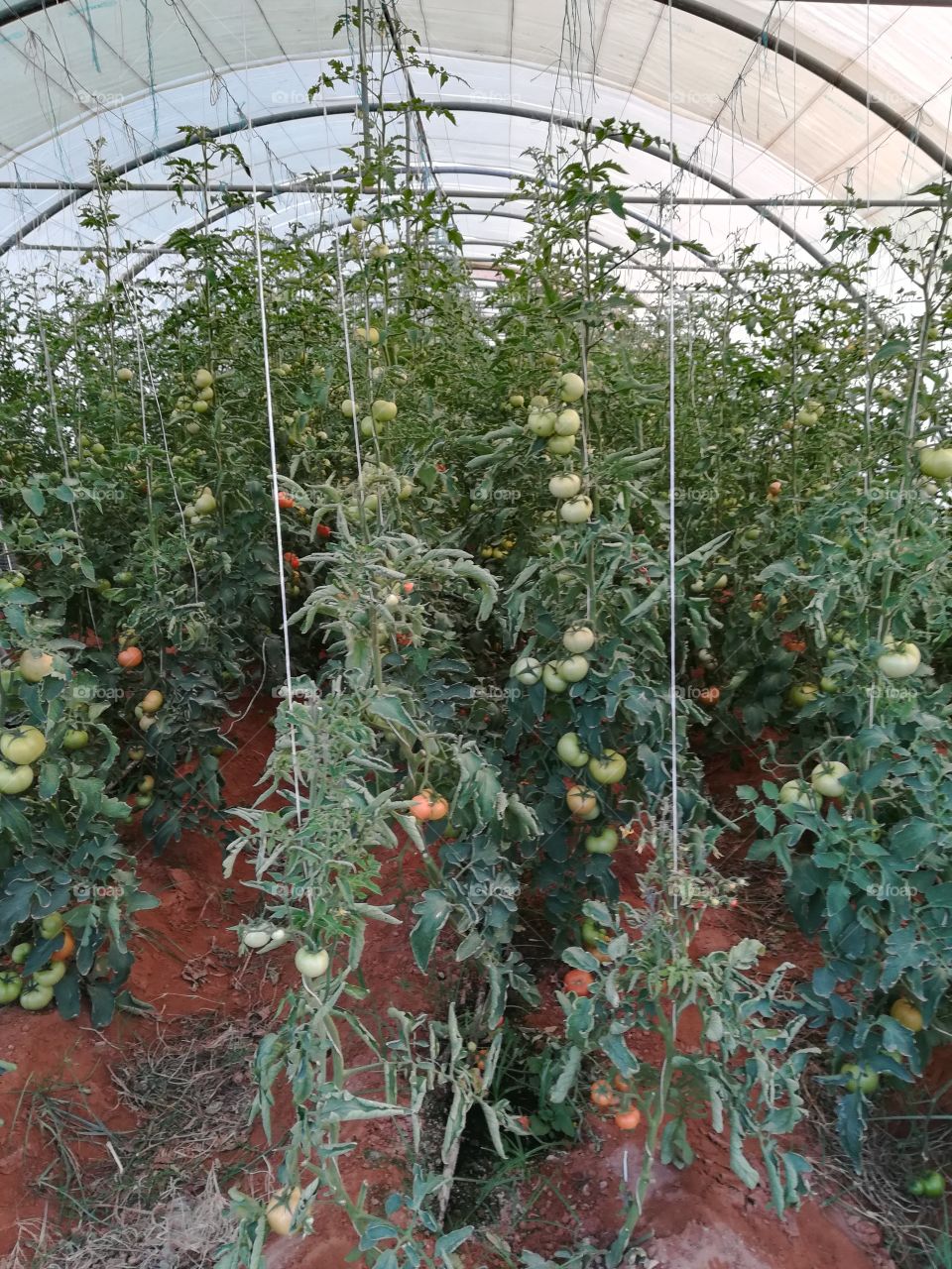 Tomatoes farm