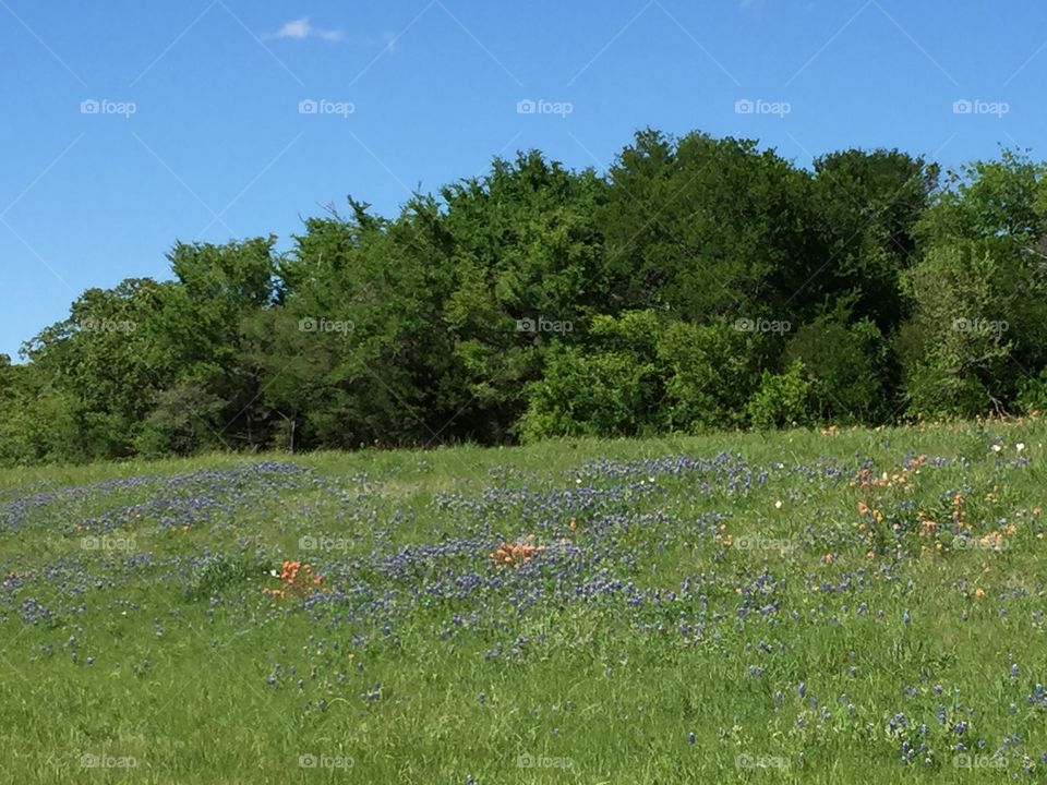 Texas Bluebonnets