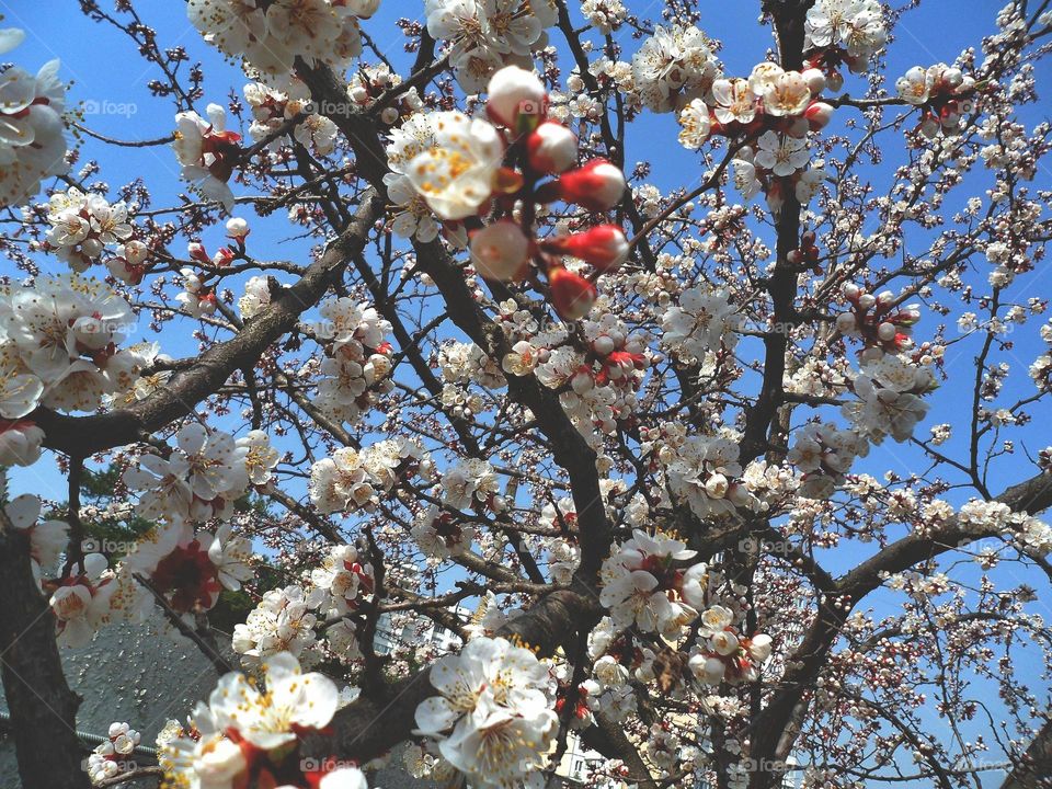 spring tree color apricots