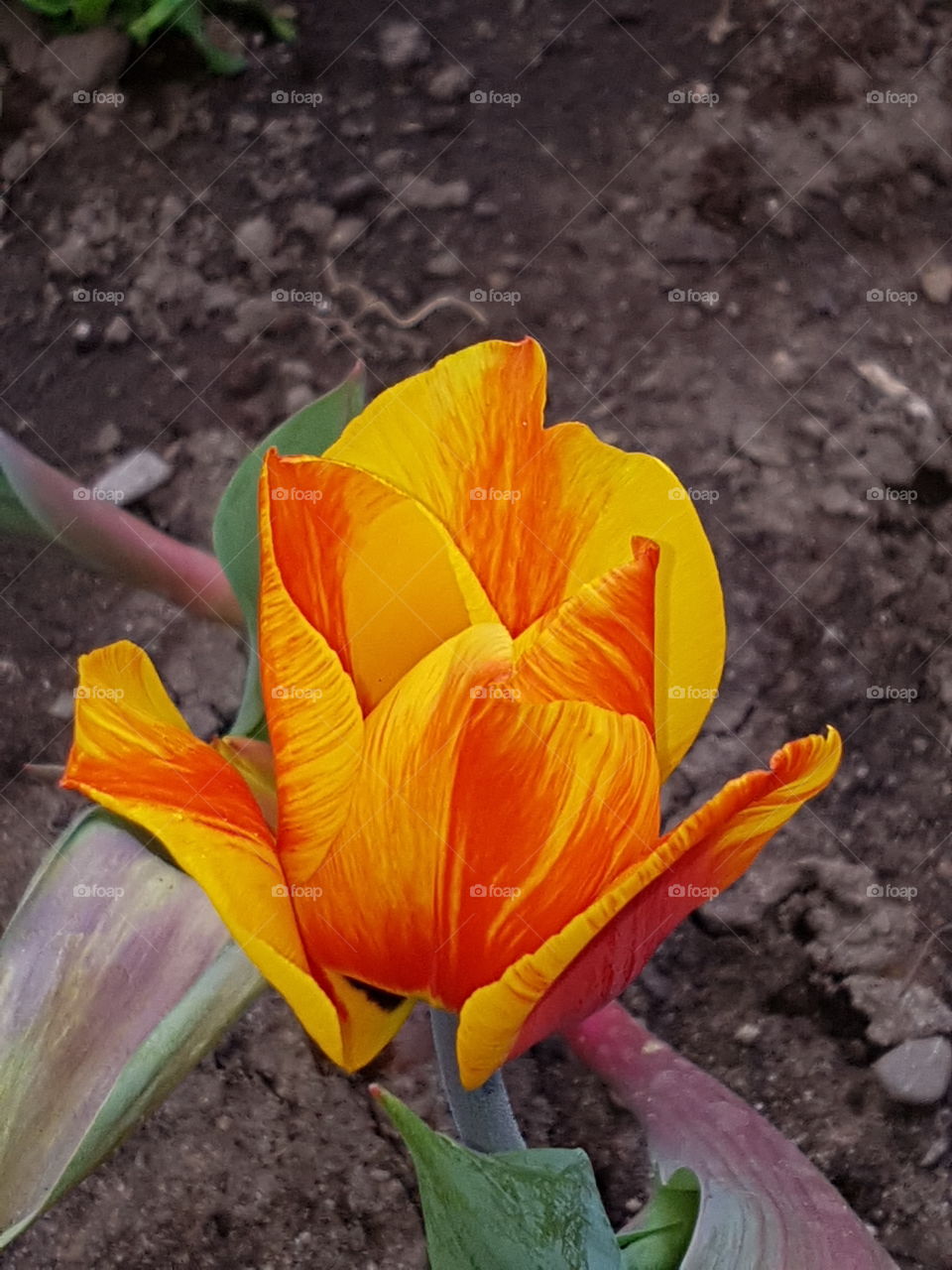 Tulpe