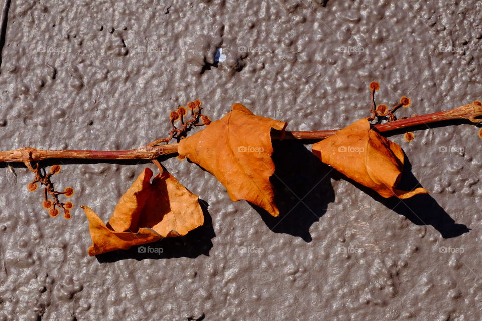 I believe it’s a morning glory climbing up my neighbors wall. It looks like it’s dying but it’s gonna come back when winter is over. 