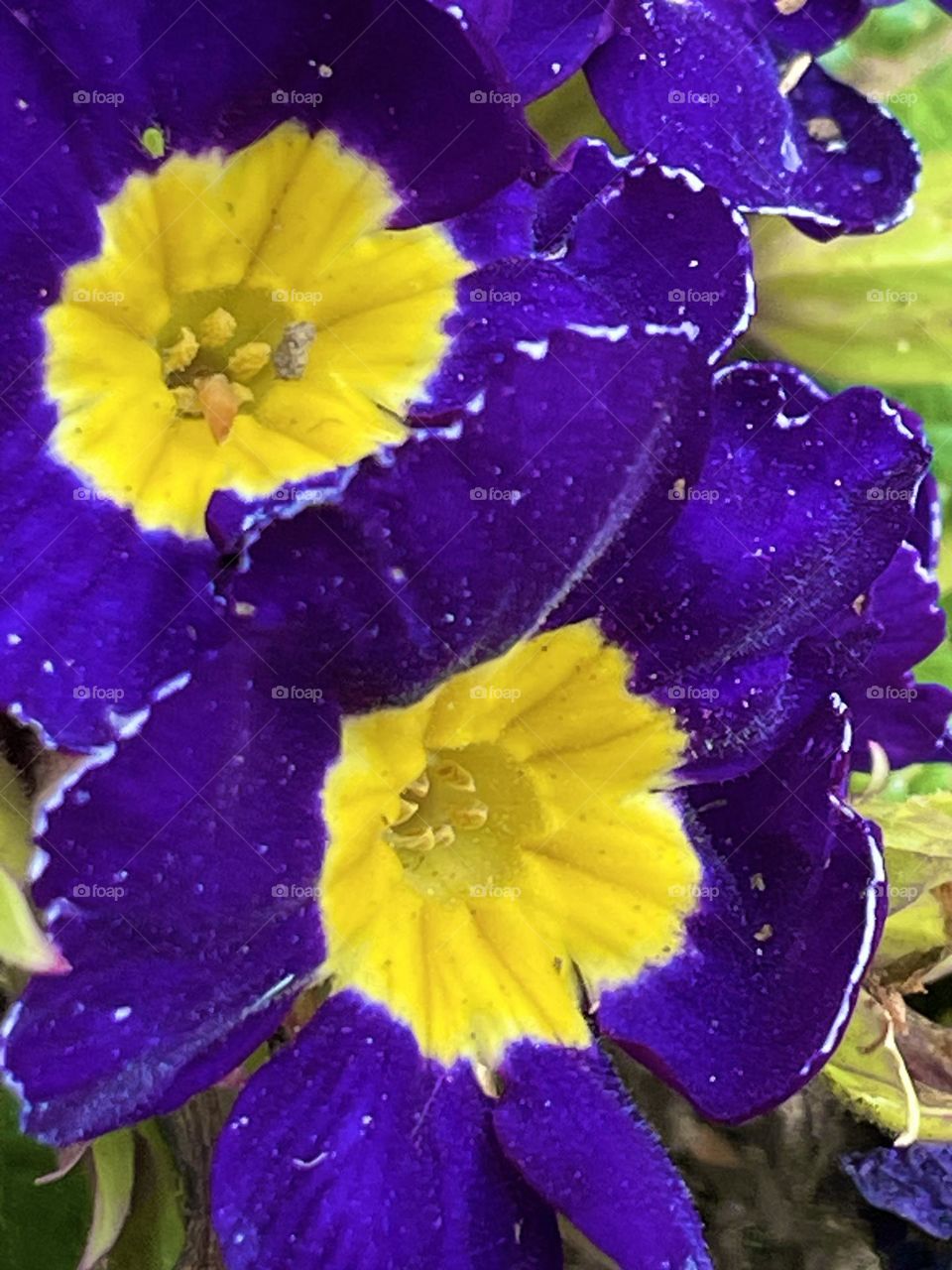 When colors meet in perfect contrast.
Quando as cores se encontram no contraste perfeito.