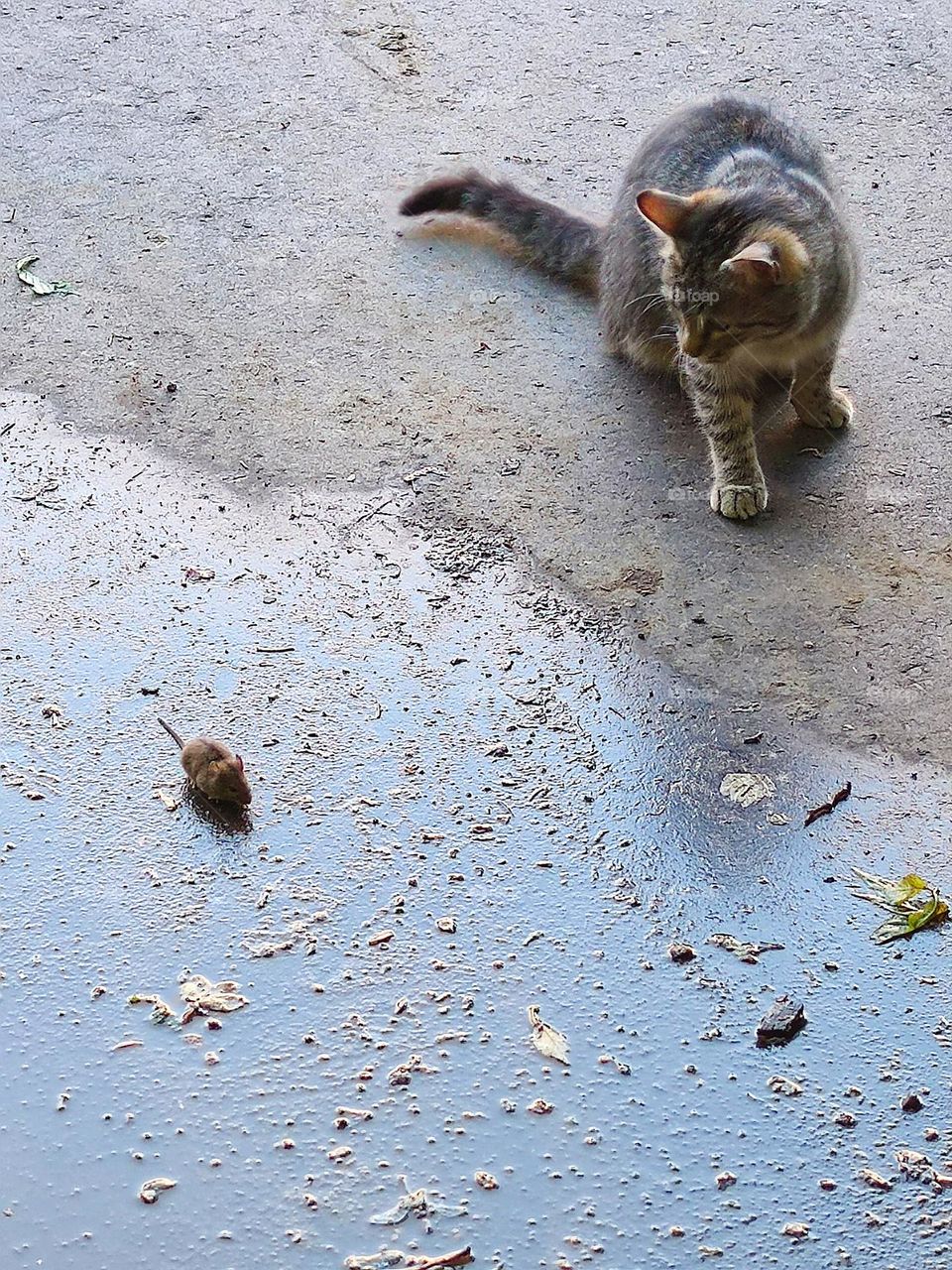 A frightened little mouse sits on the wet pavement.  A cat sits nearby and looks at a mouse