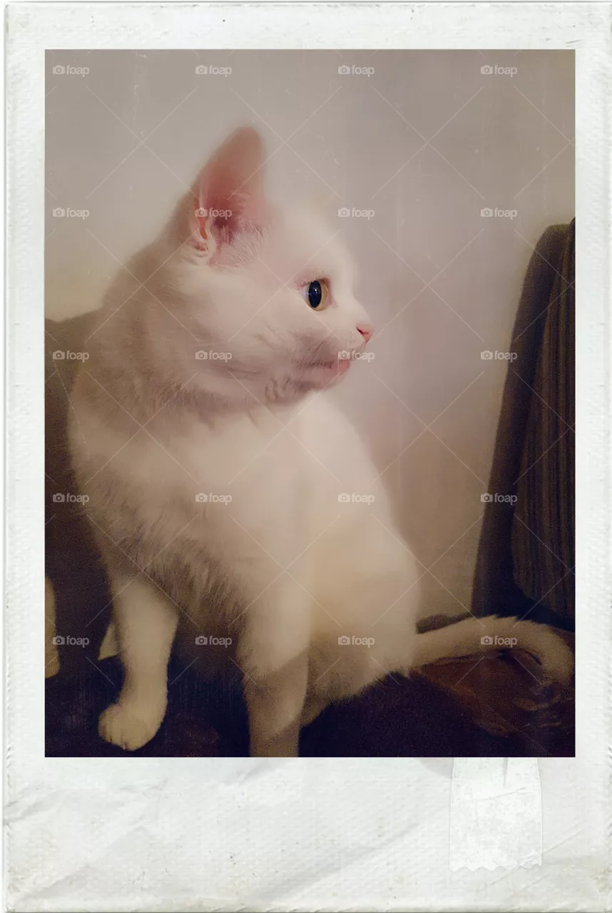 cat Amur