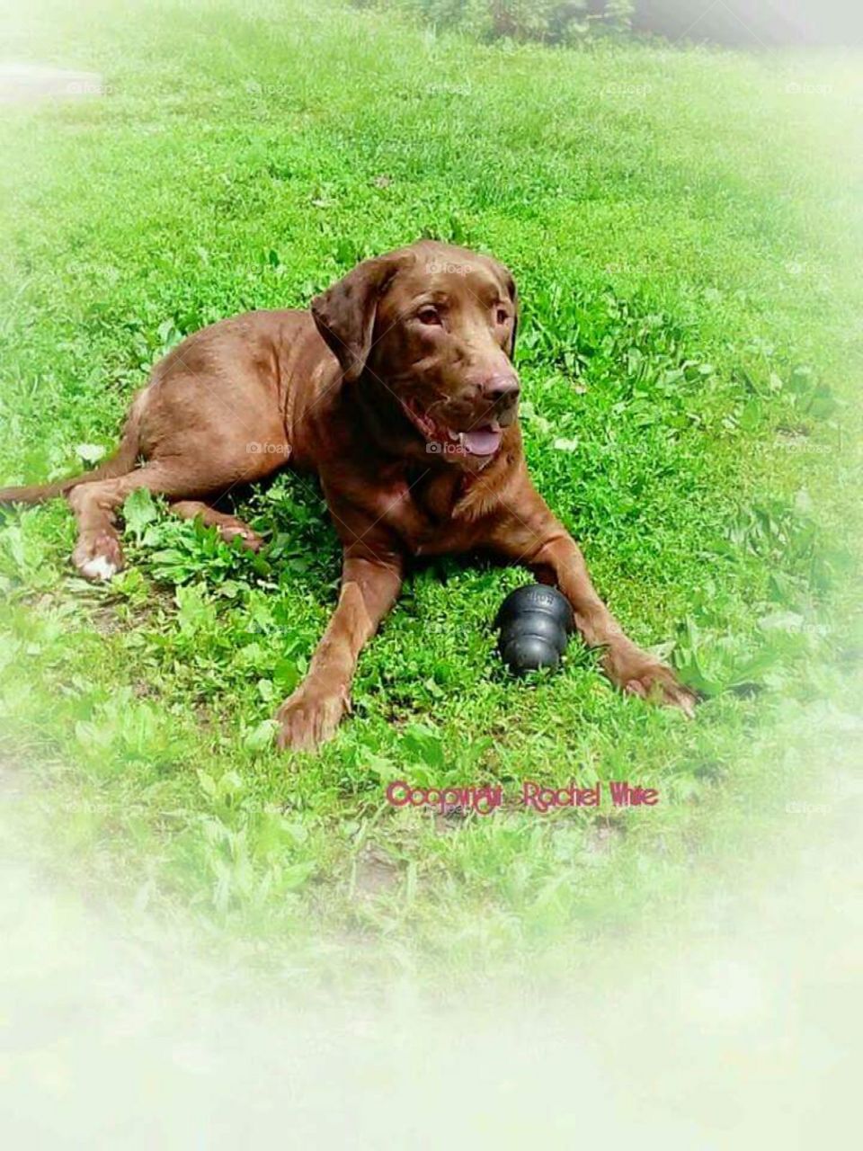 Chocolate Lab enjoy his summer
