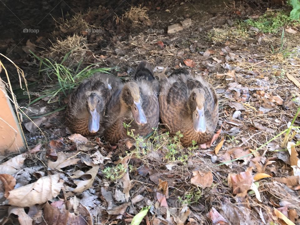 Ducks in a row