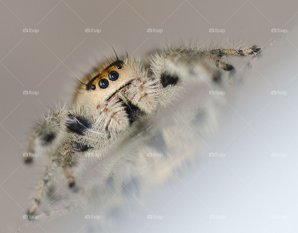 Extreme close up jumping spider
