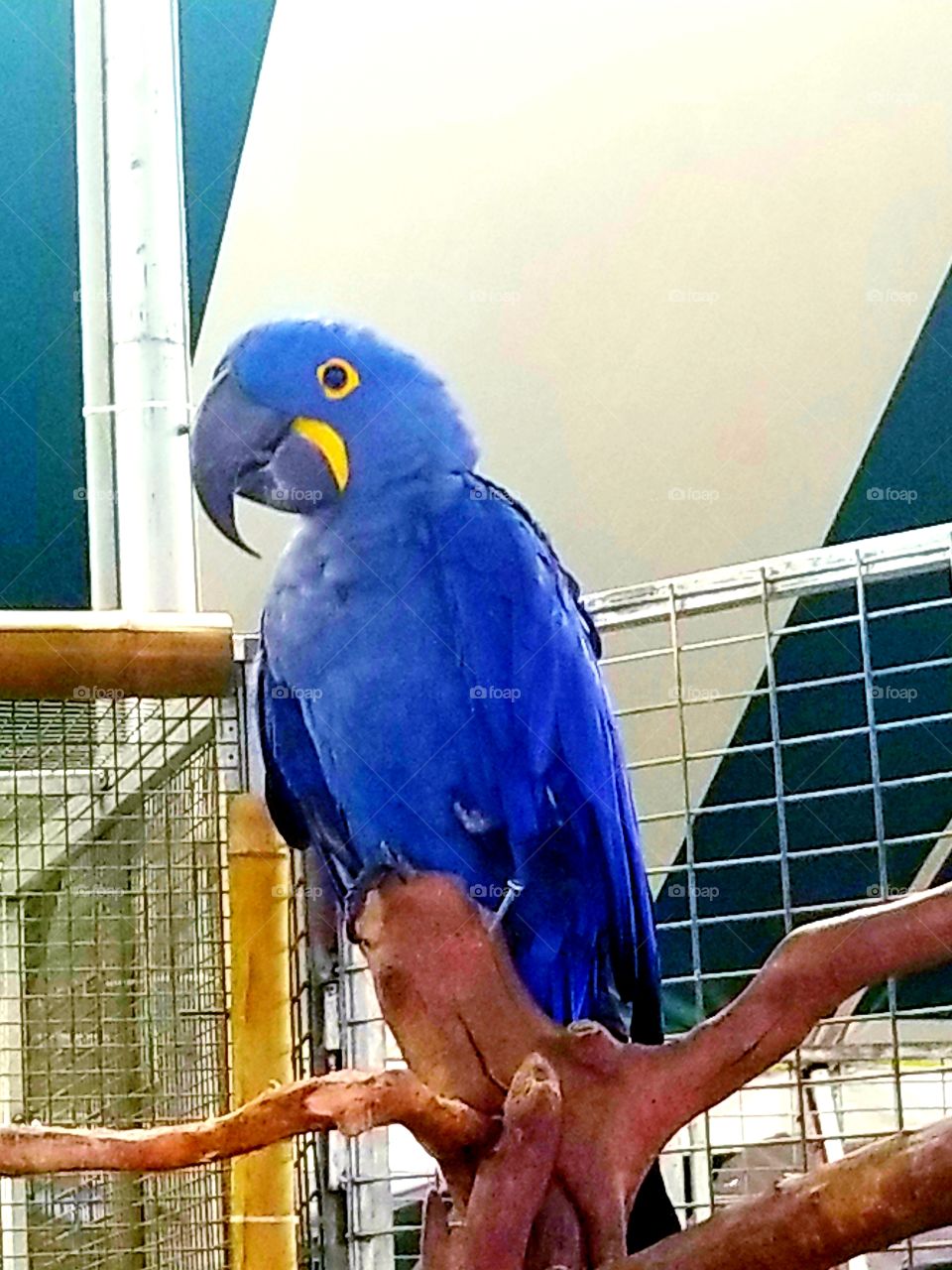 blue parrot