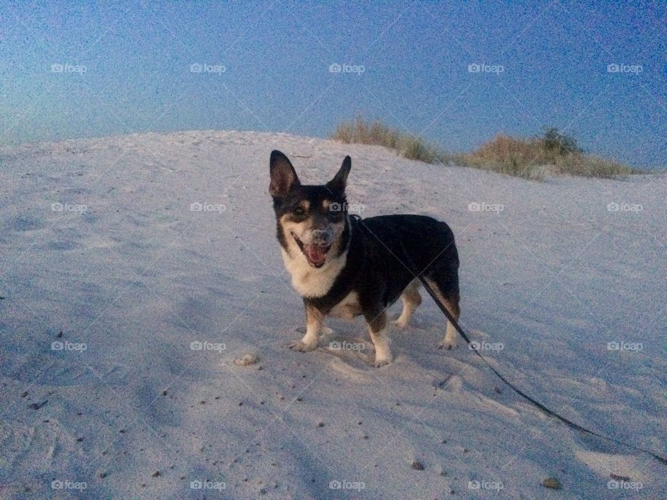 Dog enjoying playing at White Sands National Monument