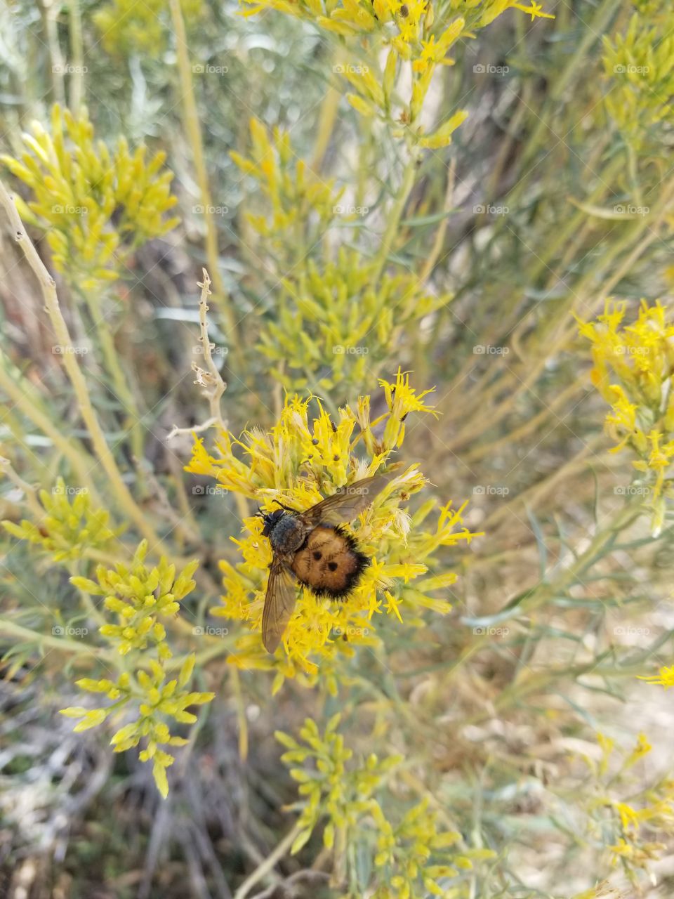 bee