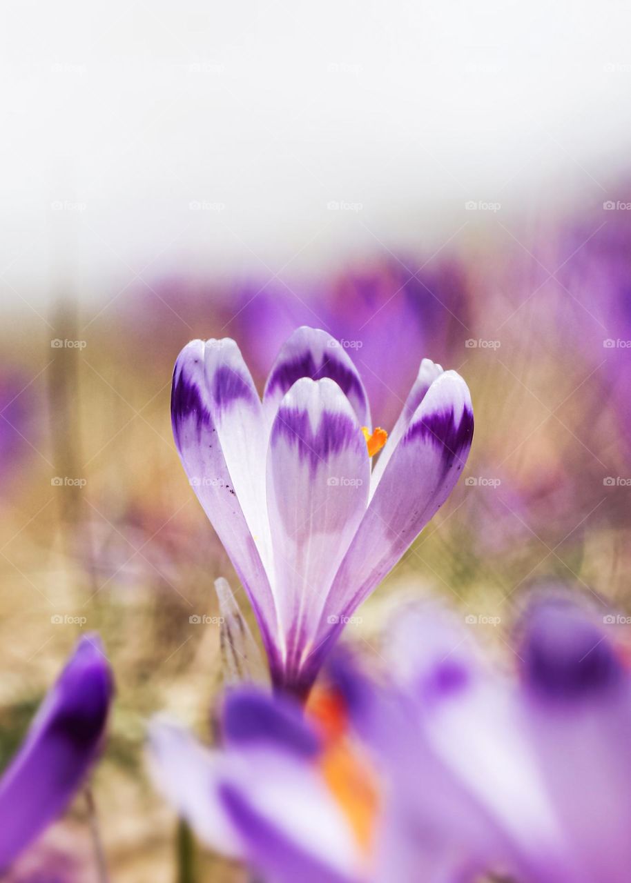 blooming purple crocus