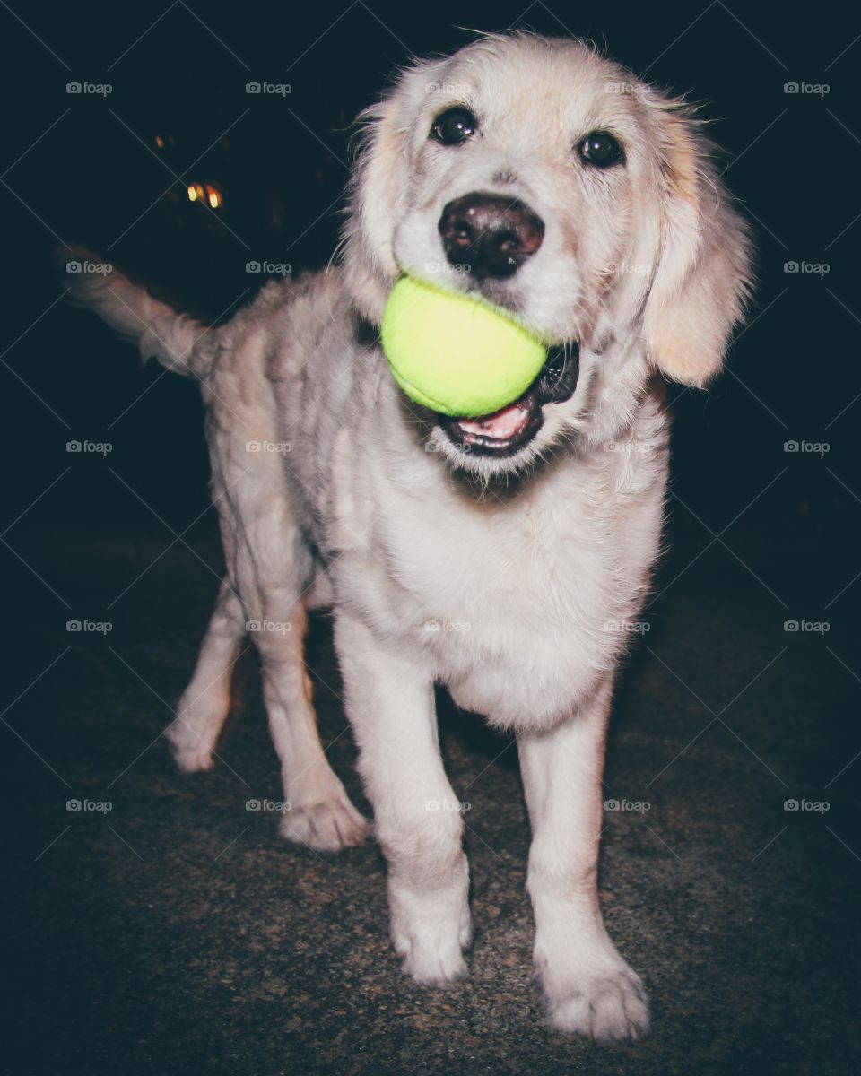 Over-joyed pup