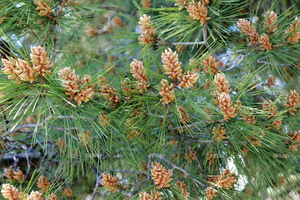 Pinecones at spring