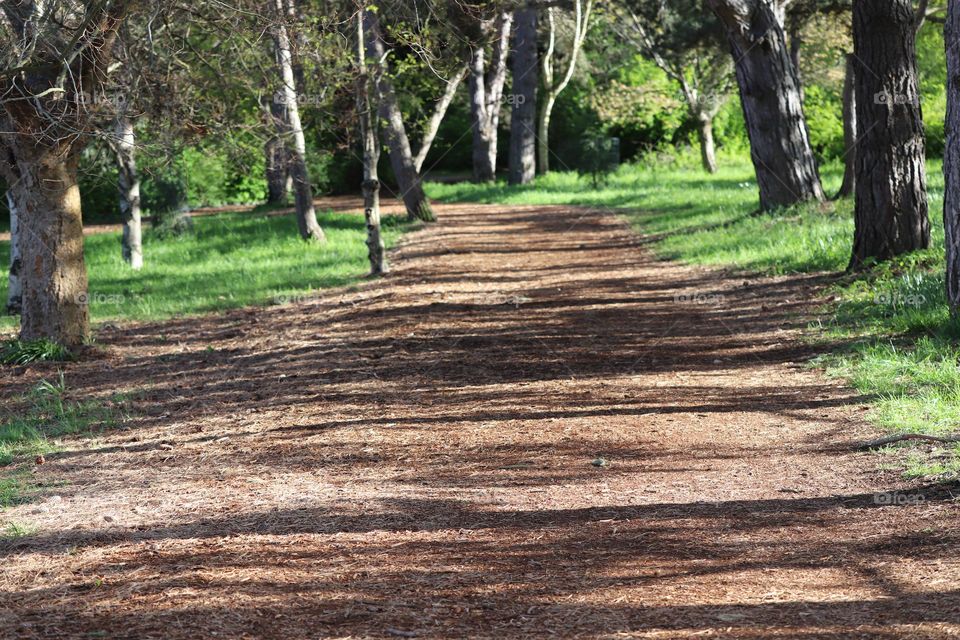 Shadows of trees casted on the path 