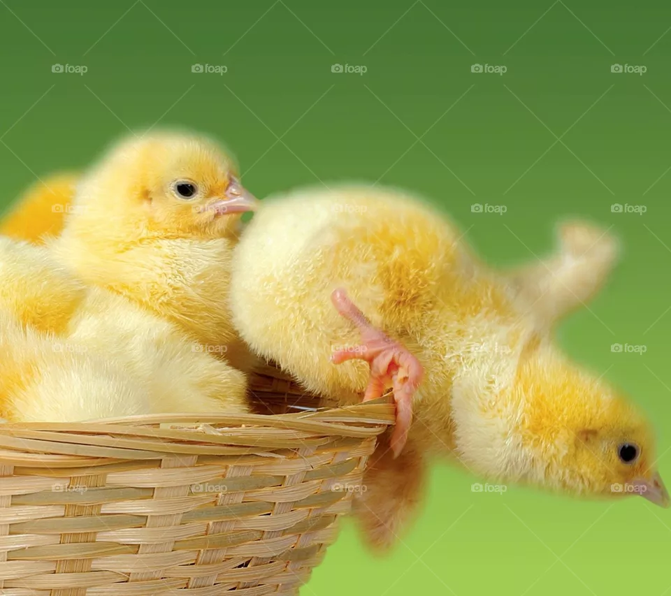 baby chick