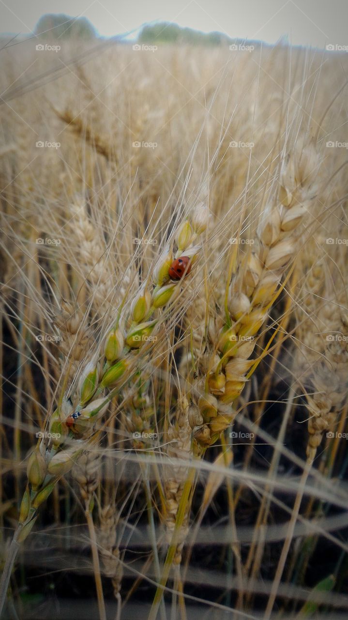 wheat field, bug