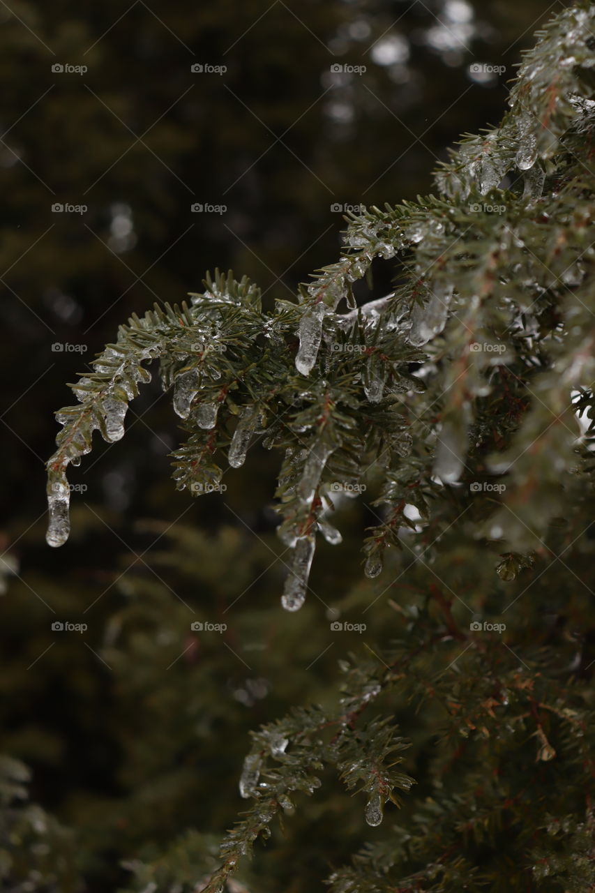 Winter ice, it’s so gorgeous on the pine 