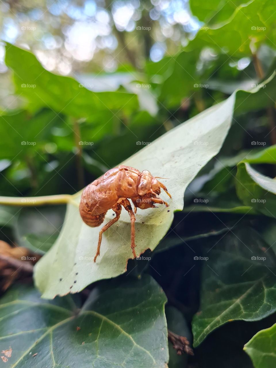 Casca de cigarra