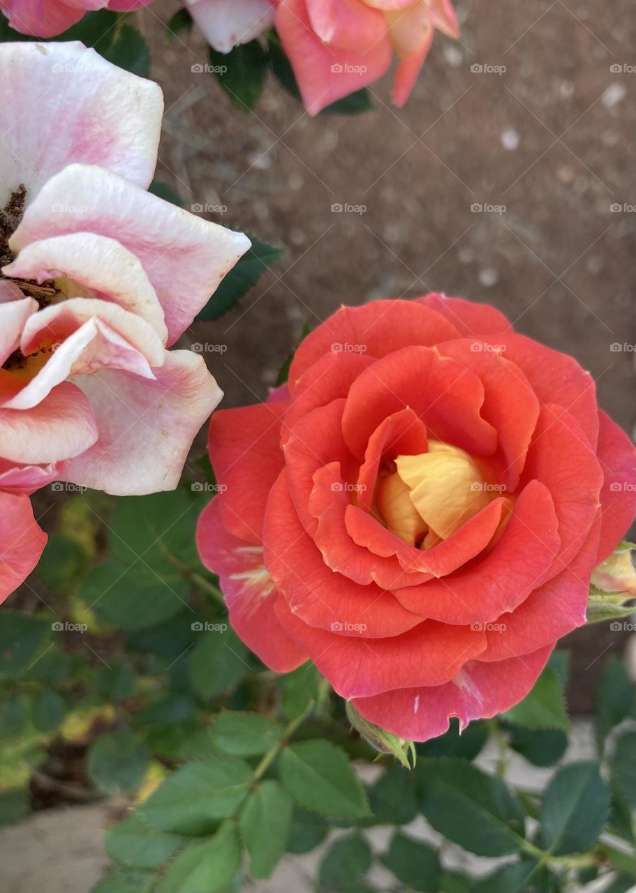 🌹 🇺🇸 Very beautiful flowers to brighten our day.  Live nature and its beauty. Did you like the delicate petals? / 🇧🇷 Flores muito bonitas para alegrar nosso dia. Viva a natureza e sua beleza. Gostaram das pétalas delicadas? 
