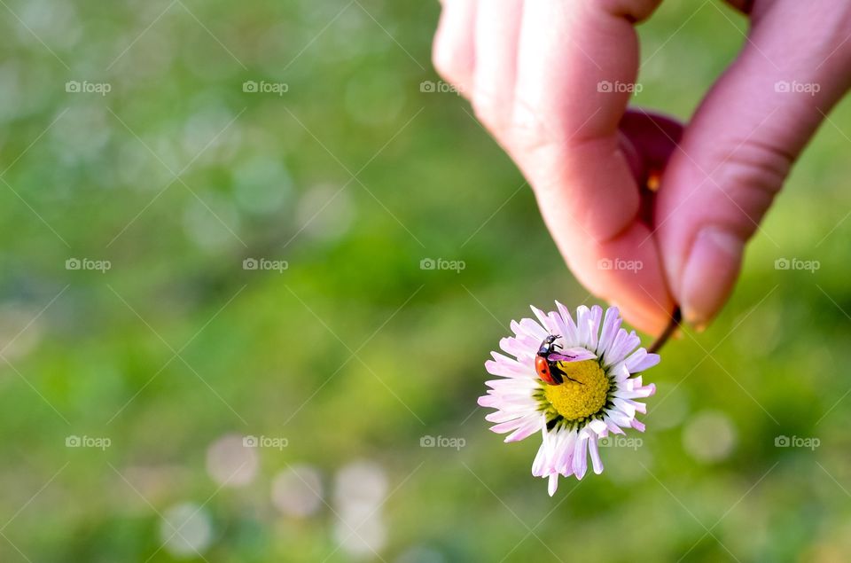 Ladybug on flower. Ladybug on flower