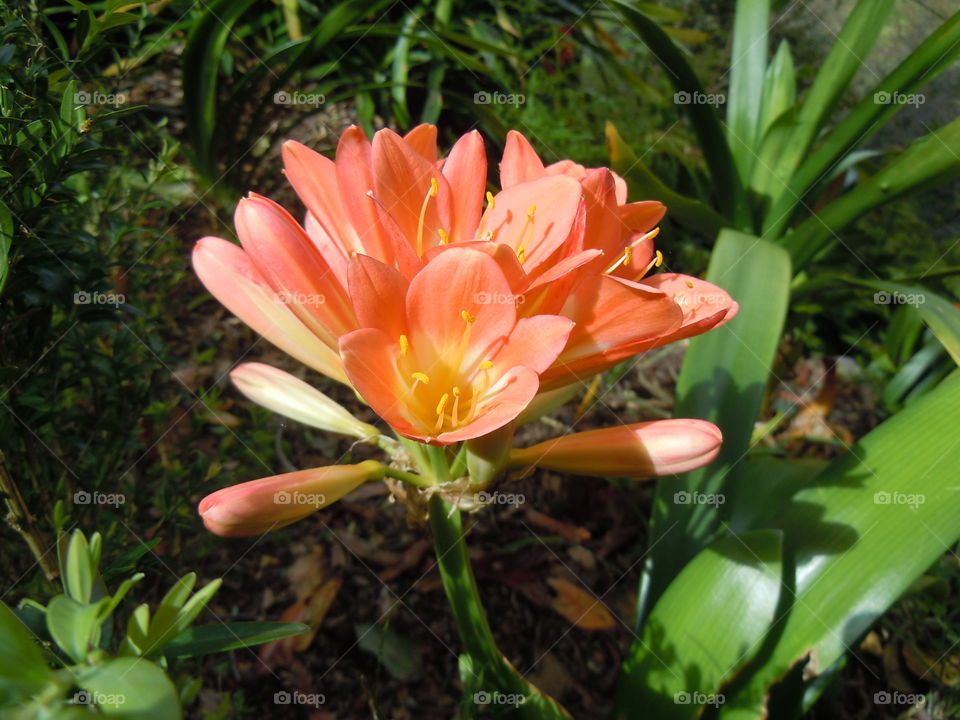 flower. Madeira