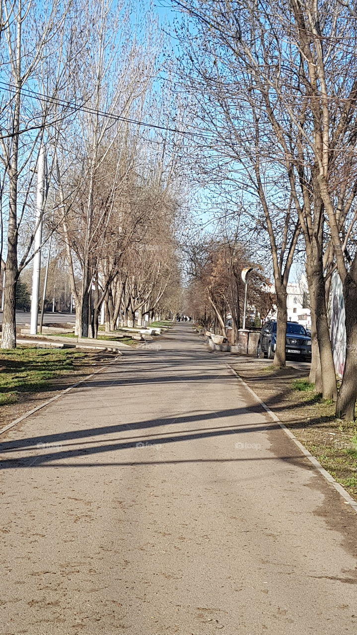 paved road between trees in spring