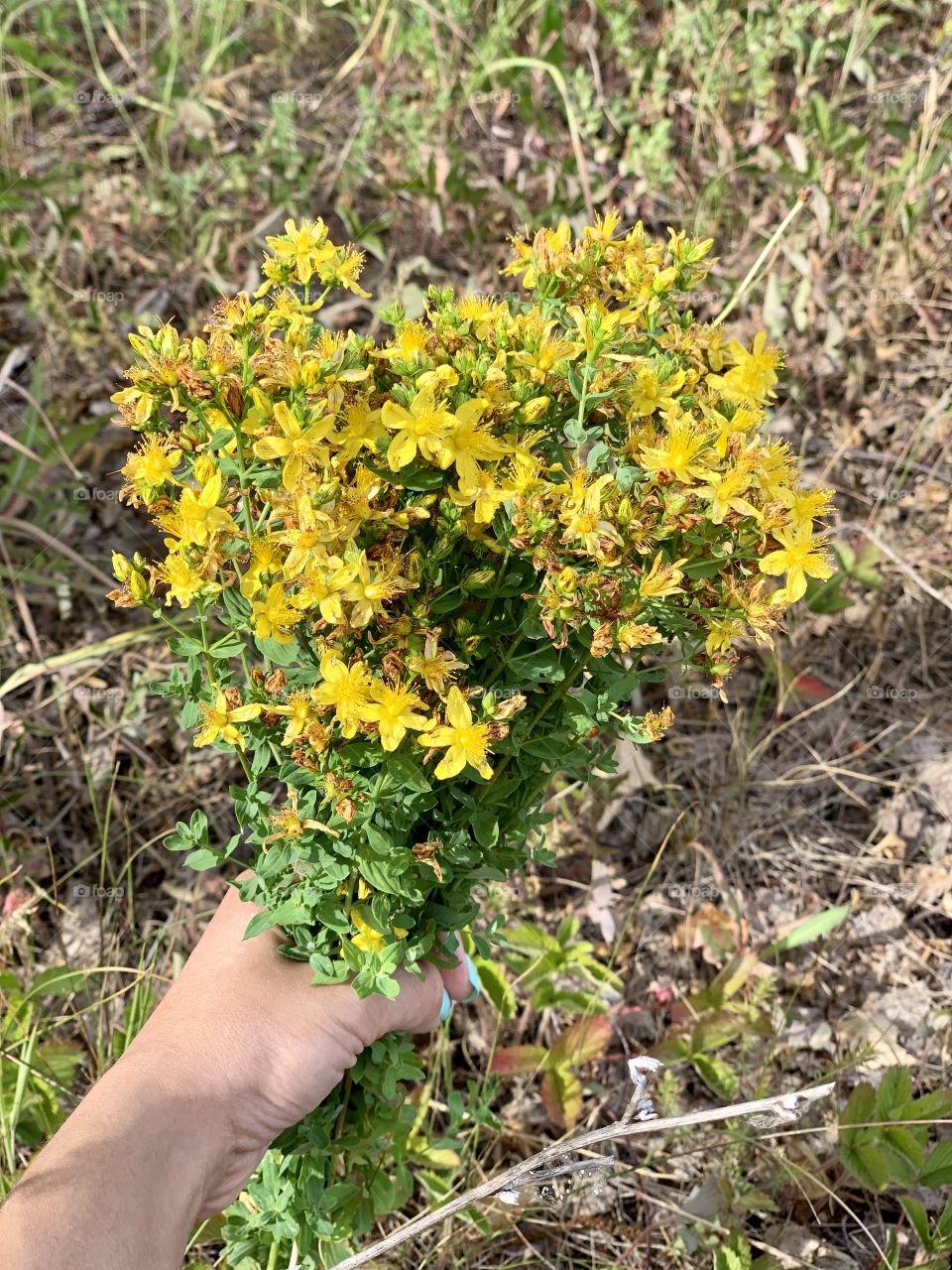 Summer is the time for collecting medicinal herbs. St. John's wort grass