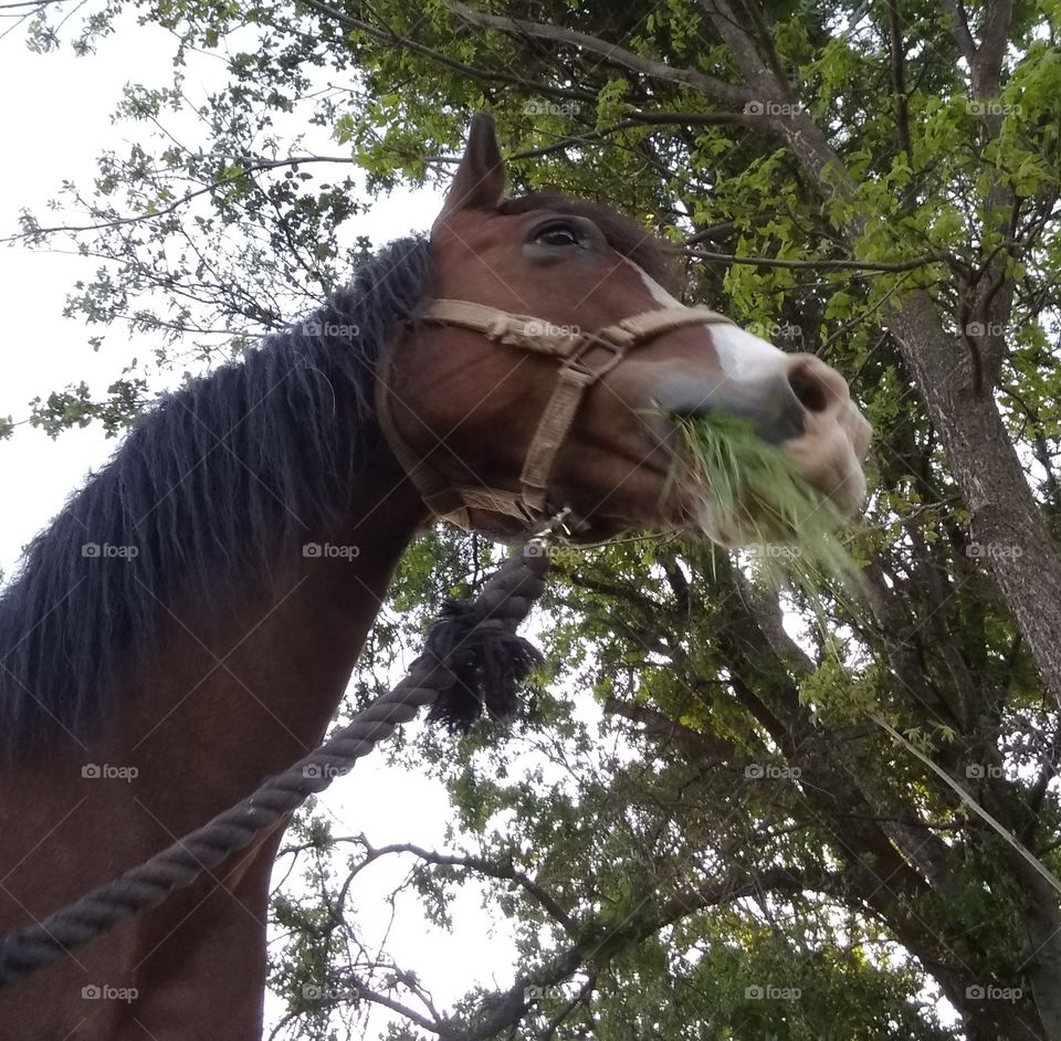 booger the horse, eating spring grass