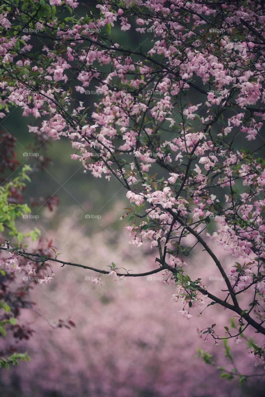 垂丝海棠花