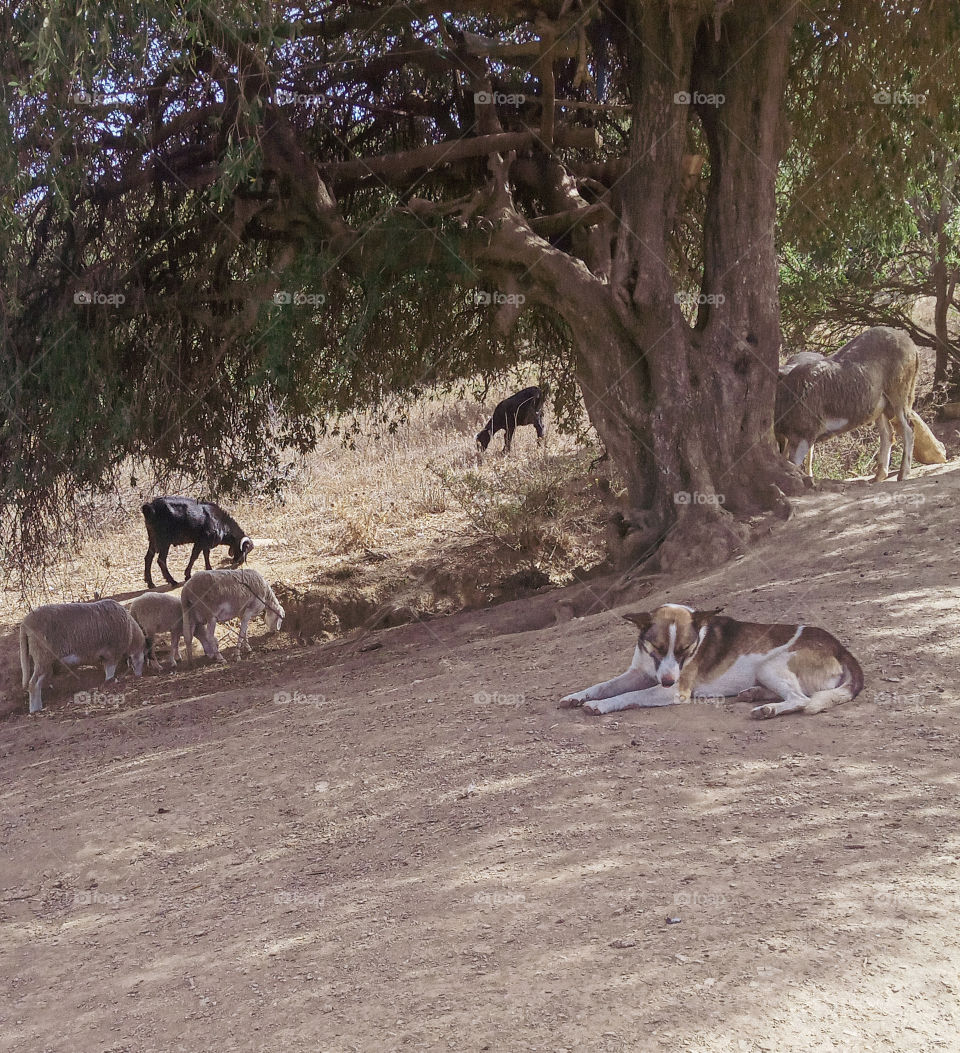 a dog laying under a big tree looking for shadow with sheeps eating grass in the background