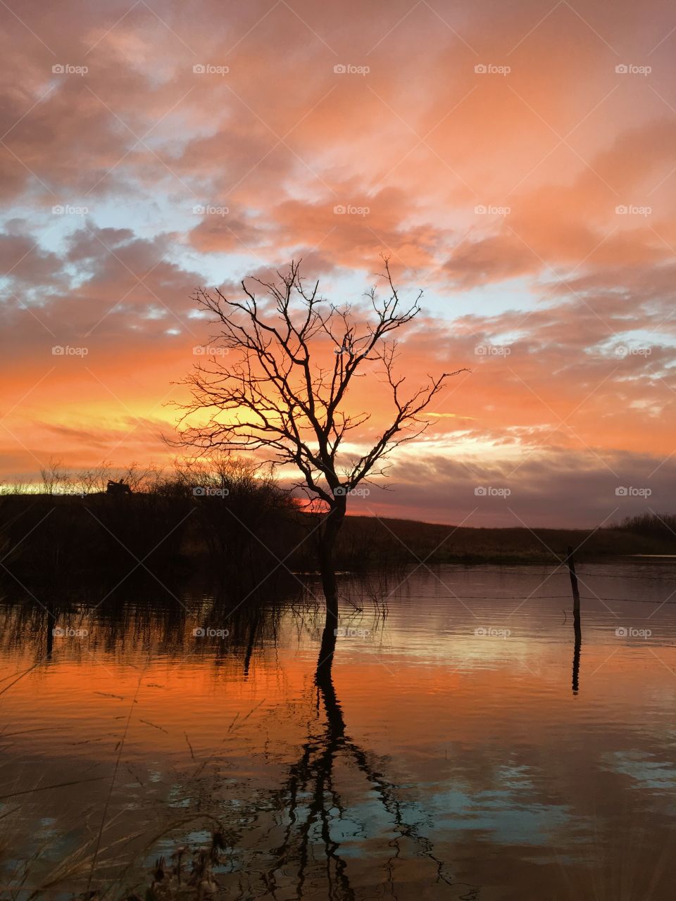 Lone tree in the sunset