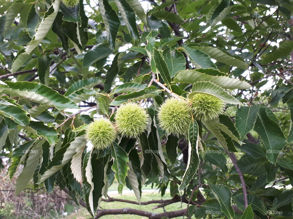 autumn chestnuts