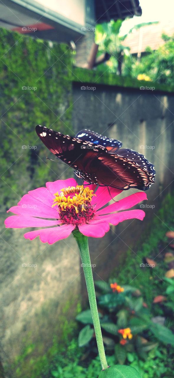 a beautiful butterfly with colorful wings is really beautiful perched on a flower that is in bloom
