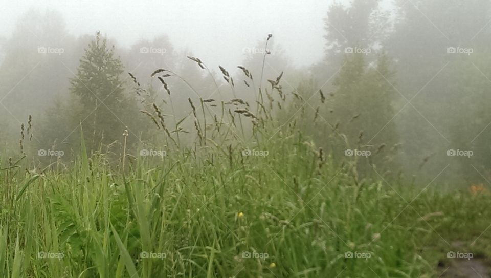 Green grass growing in forest
