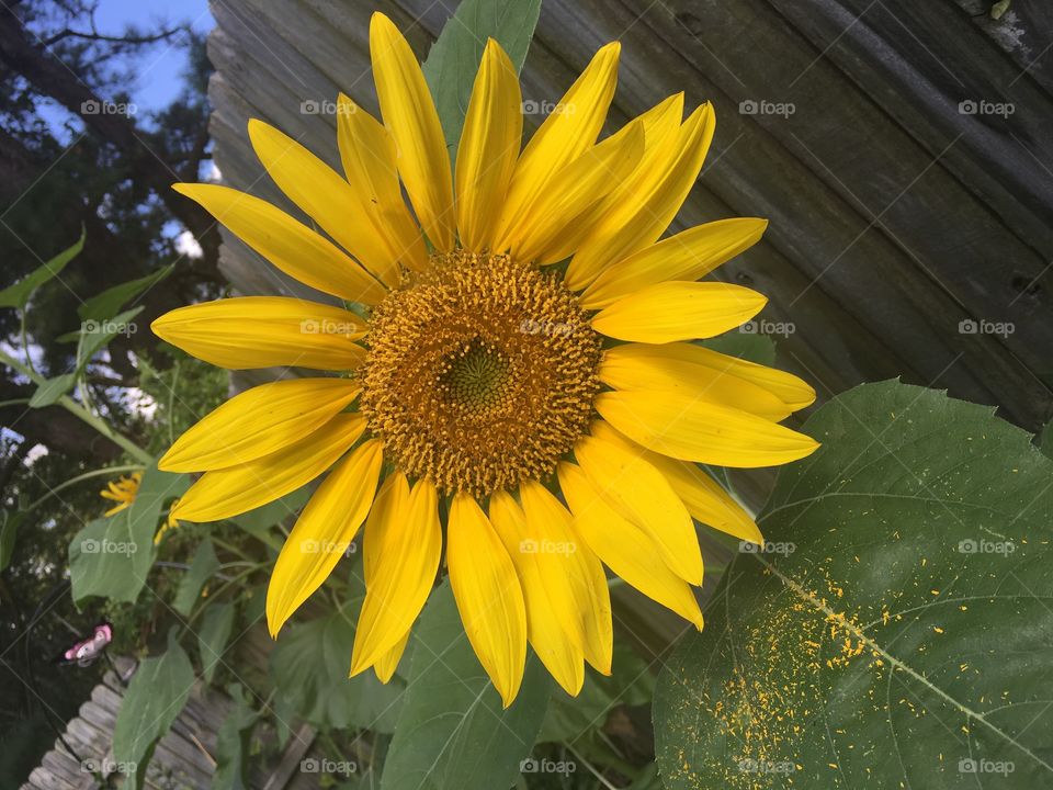 Happy sunflower 