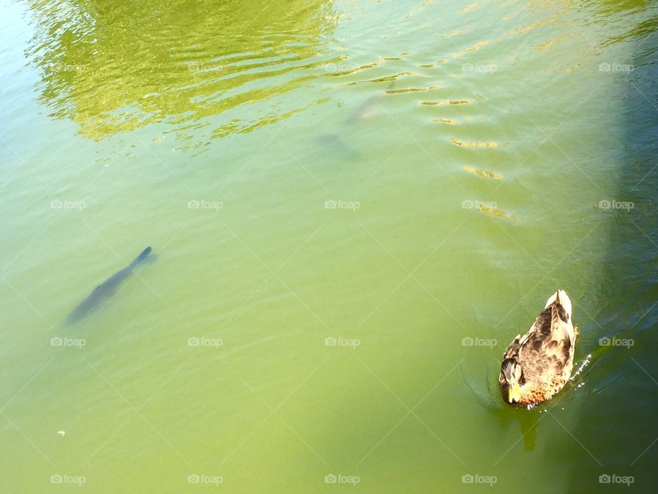 Cute duck and big fish in the pond. 