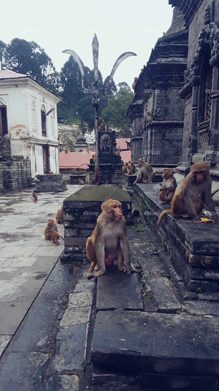 monkey  temple