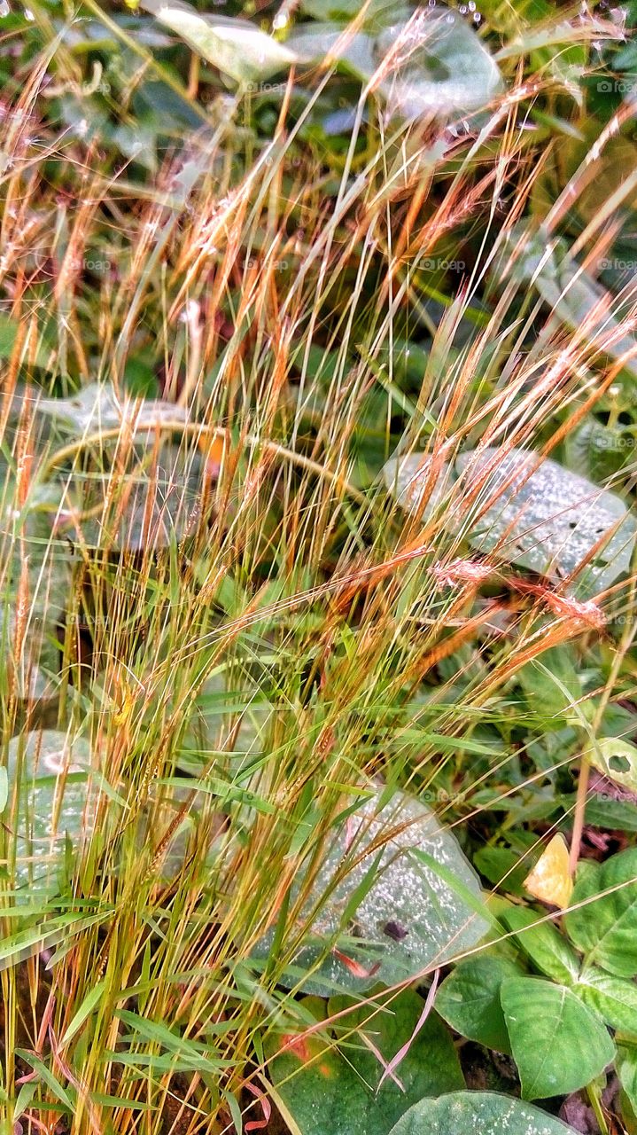 This grass also distracts me