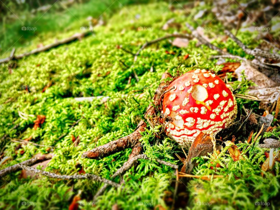 Red teaser. Amanita fungi on the green moss