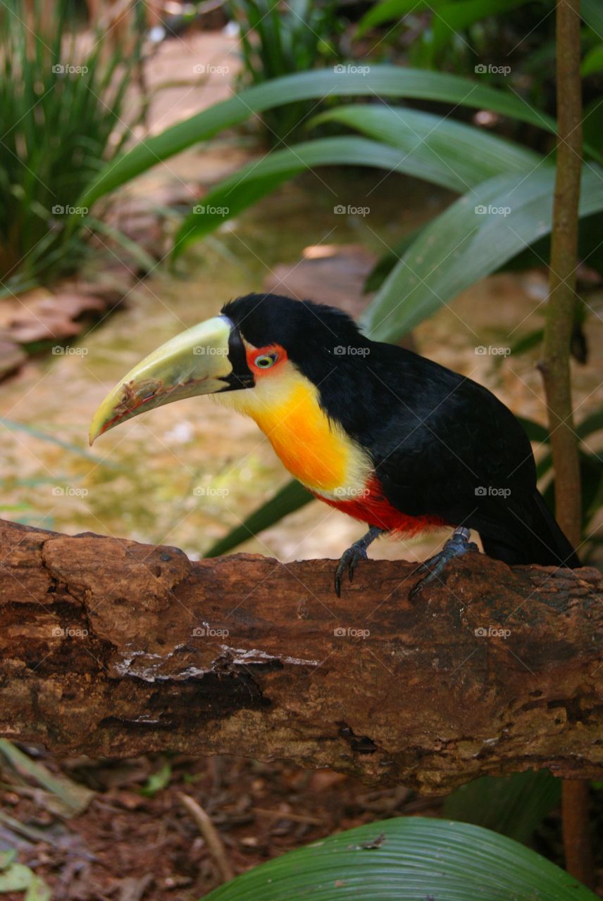 Toucan. Toucan
