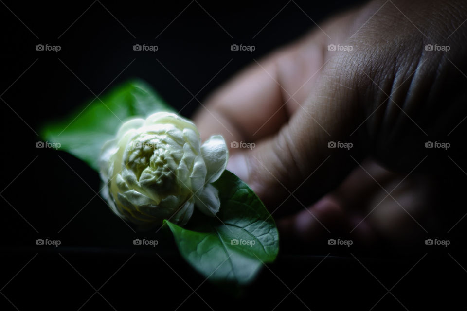 The Jasmine in Thailand 