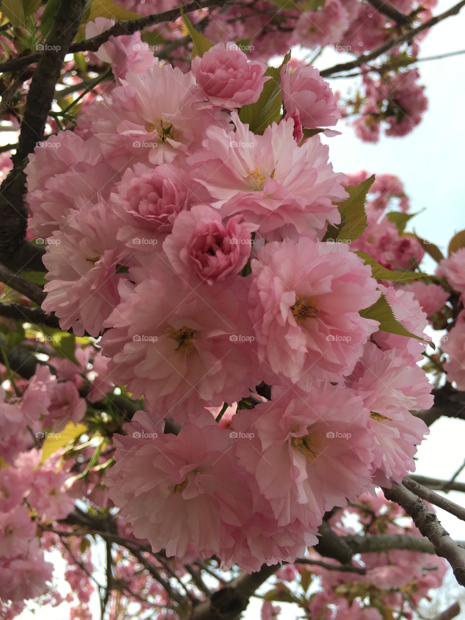 Blossoms in CT in early May