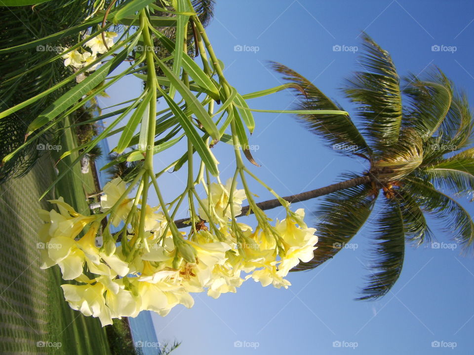 Nature, Tropical, Flora, No Person, Leaf