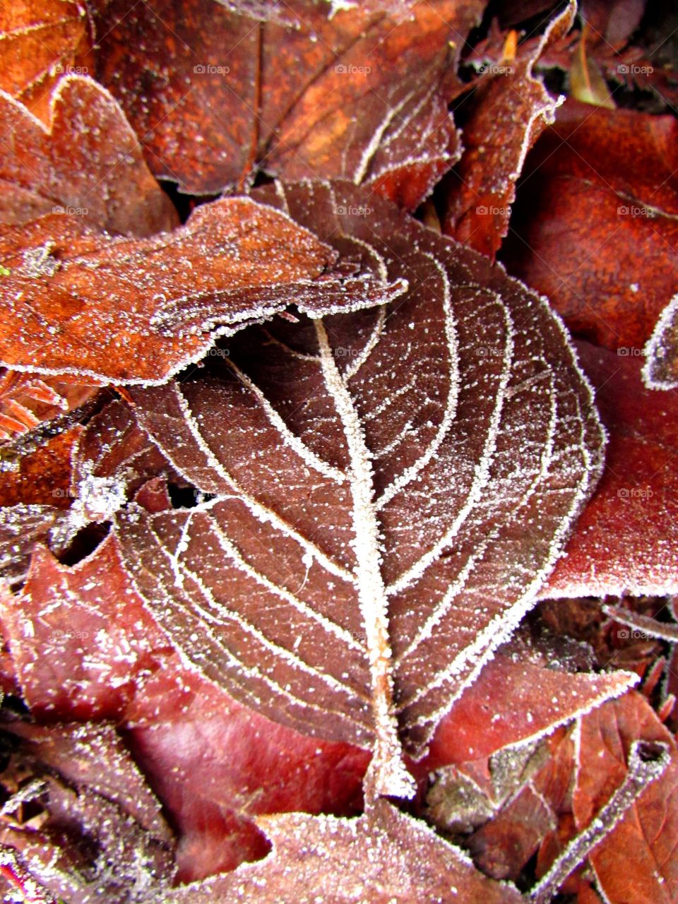 on a cold and frosty day