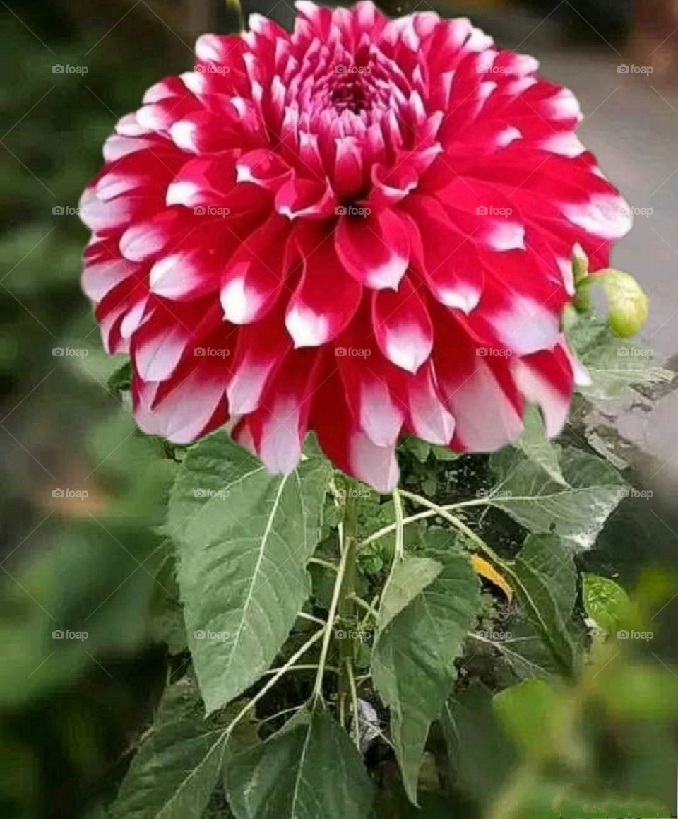 most beautiful and attractive flowers in the garden.