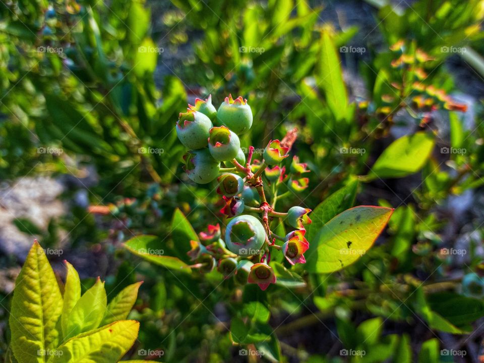 Unripe berries on a branch of a blueberry bush in the garden. Time of day evening before sunset.