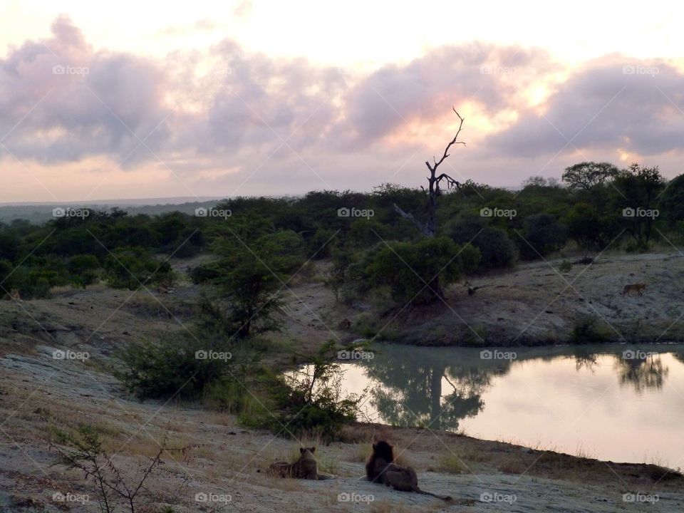 safari in south africa