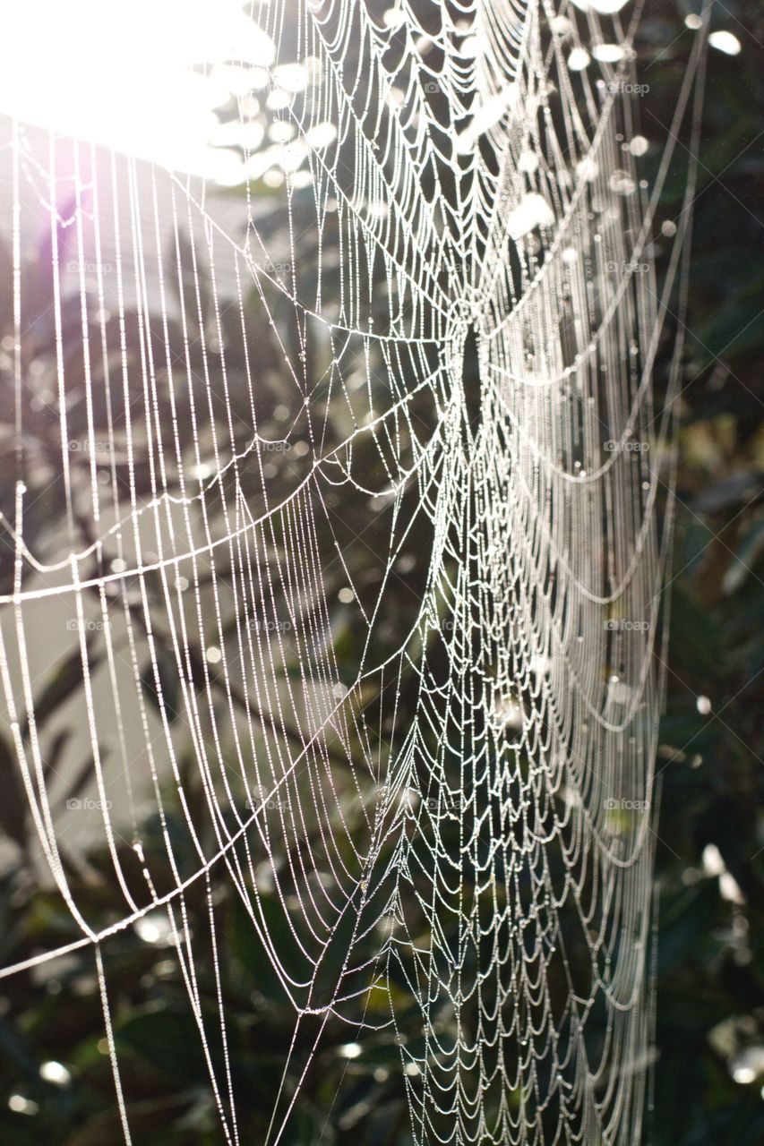 Spider web 