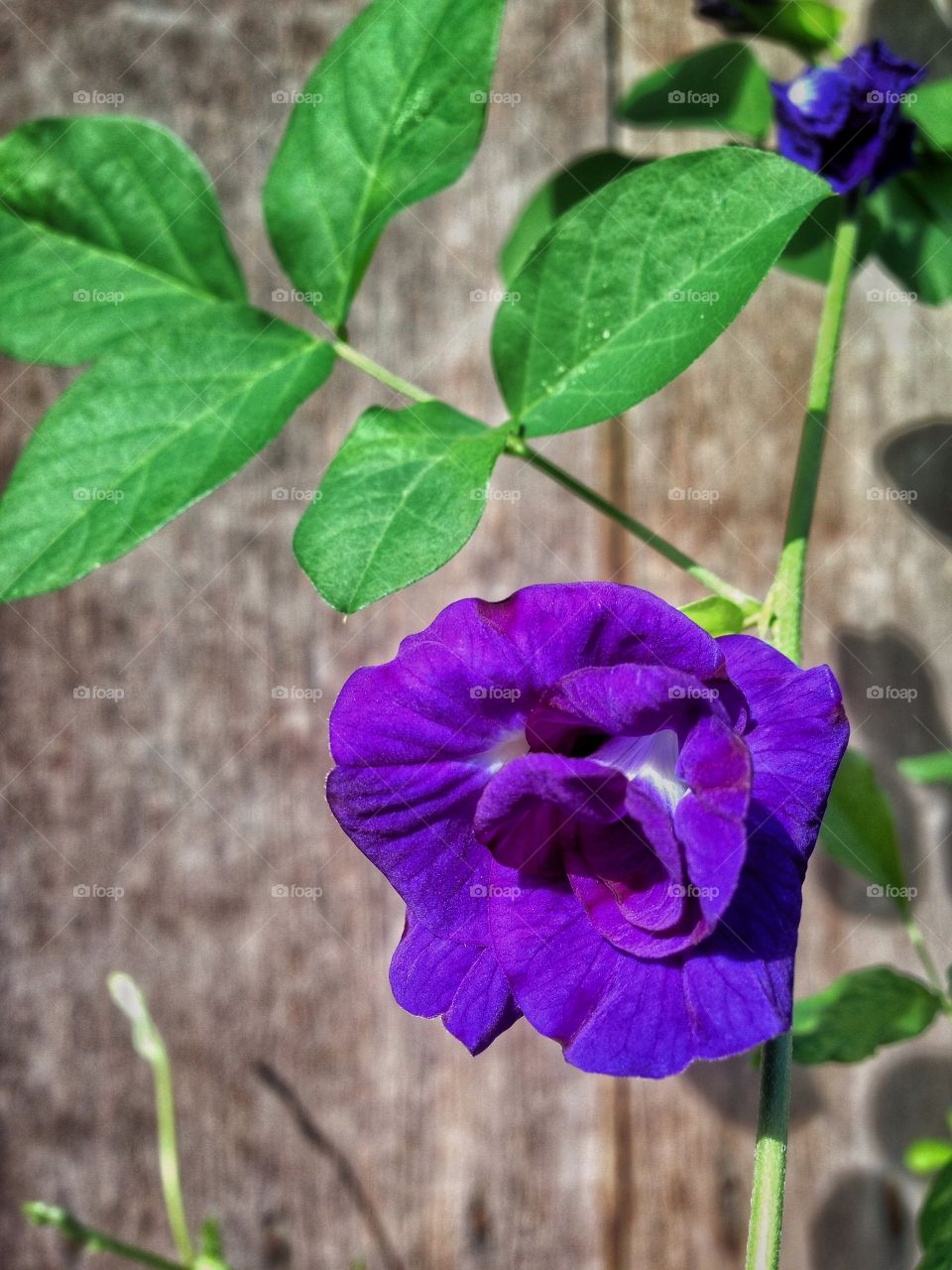 Flower violet 